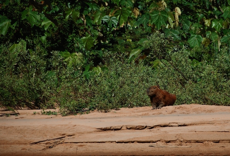capybara