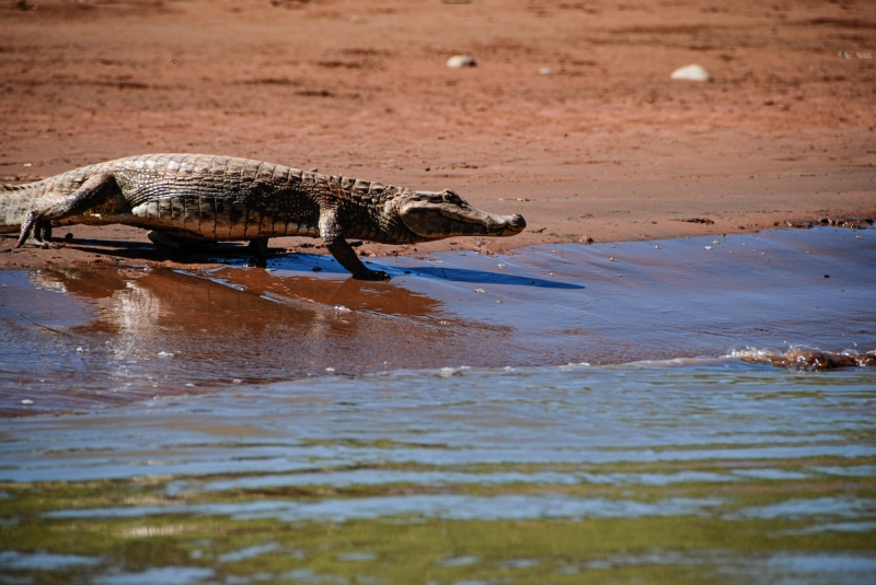 caiman