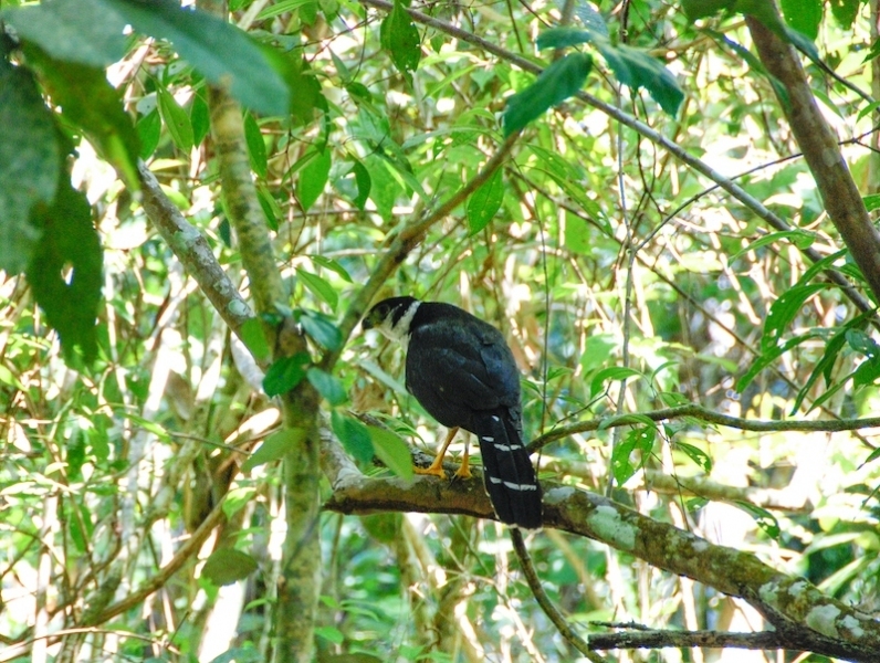 forest falcon