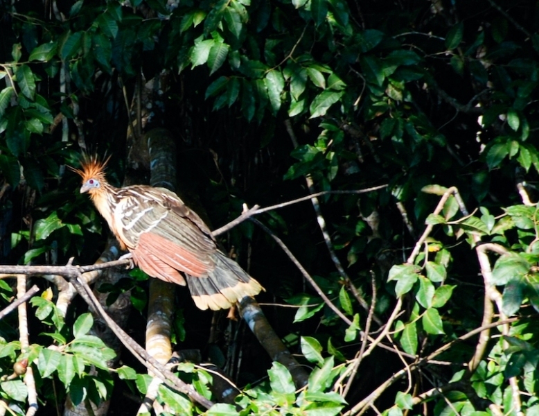 hoatzin