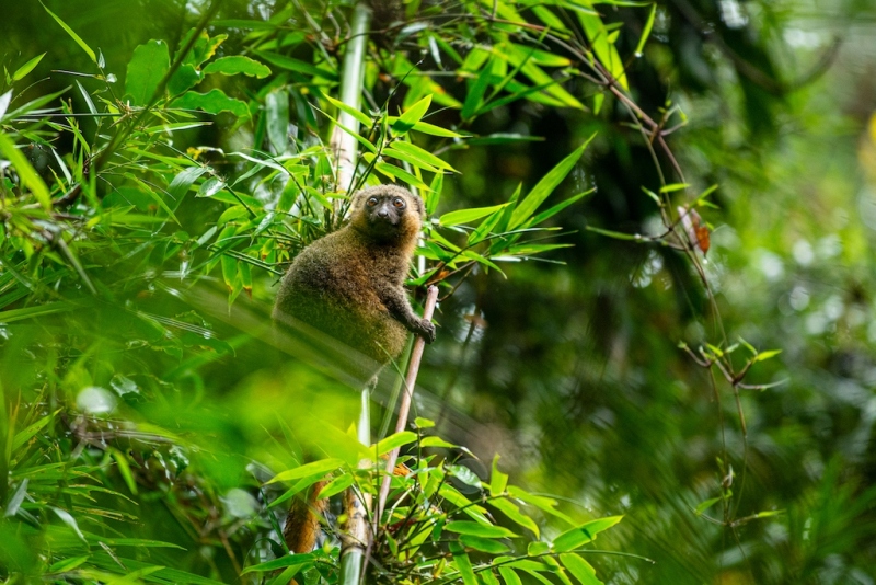 Bamboo Lemur