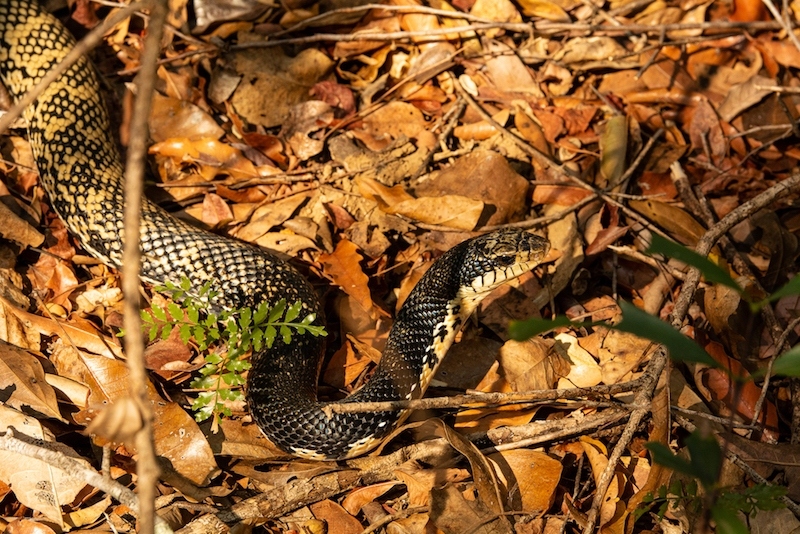 Hognose snake
