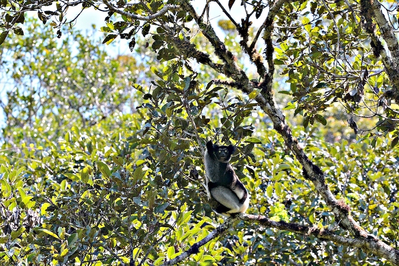 Indri