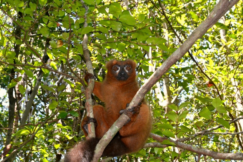 Red-bellied-lemur