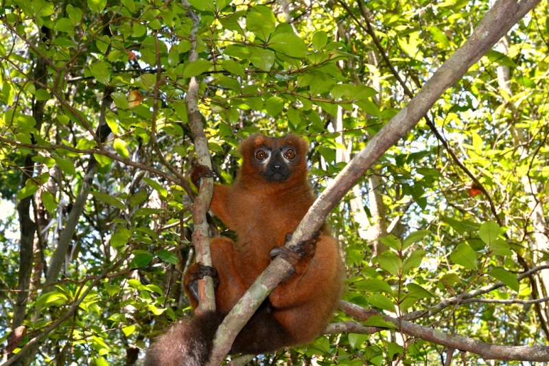 Red-bellied-lemur