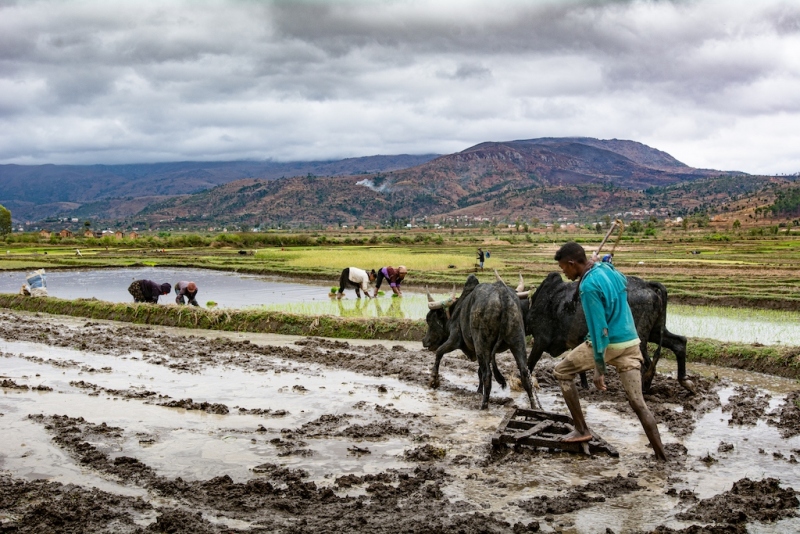 Rice fields
