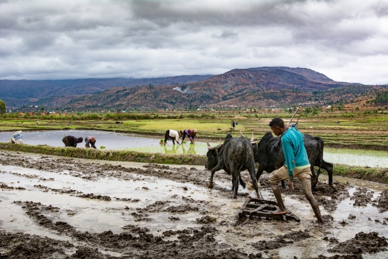 Rice fields
