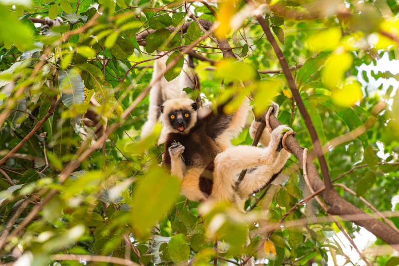 Sifaka-pair