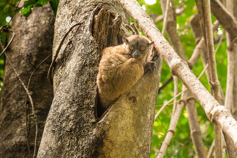 Lemur