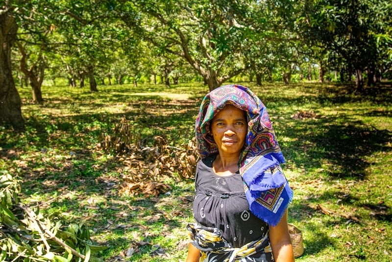 Mango picker