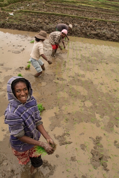 Rice planters