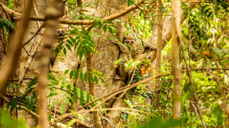 Wolly lemurs