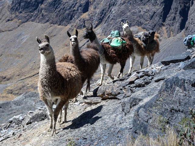 Llamas