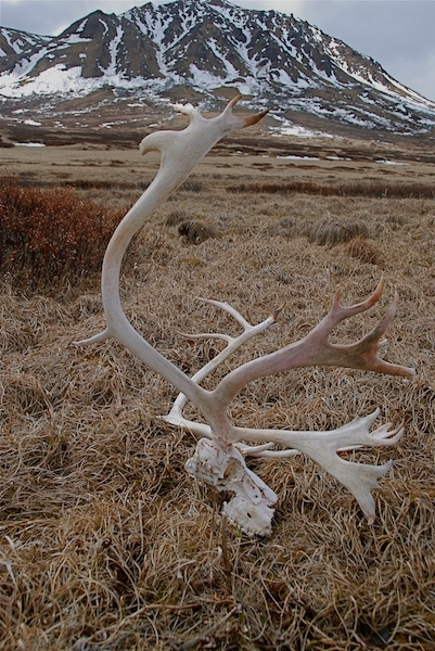 caribou